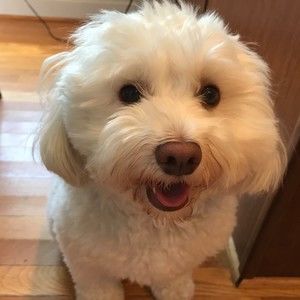 Meet your Posher, Susan